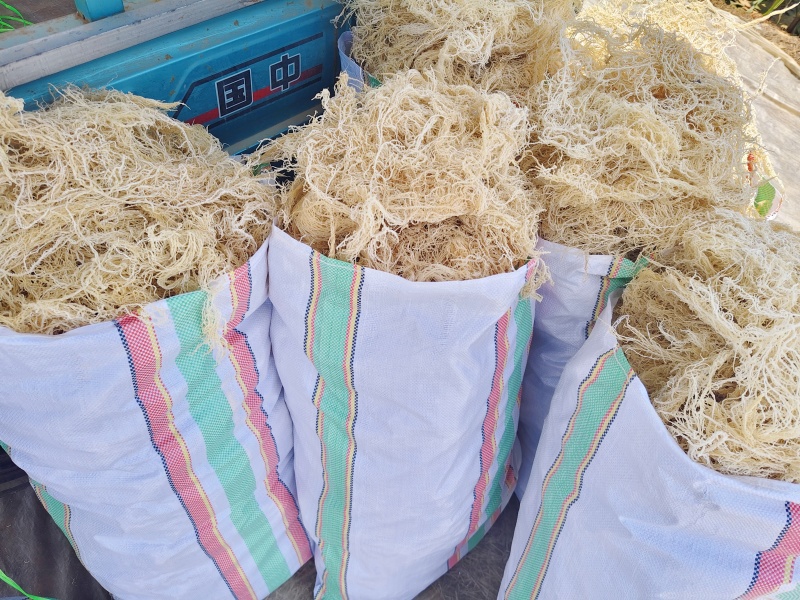 龙须菜全干凉拌菜干到扎手龙须菜干货火锅店凉拌批发