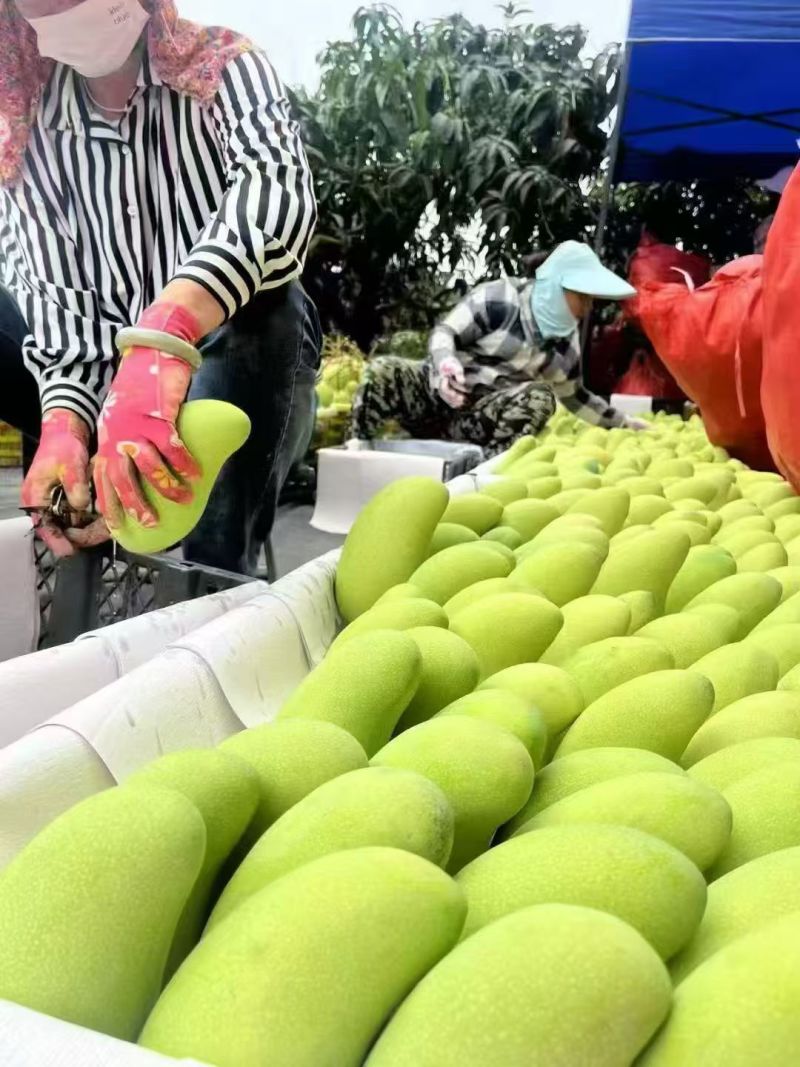 海南金煌芒水仙芒产地直发对接商超批发商可视频看货