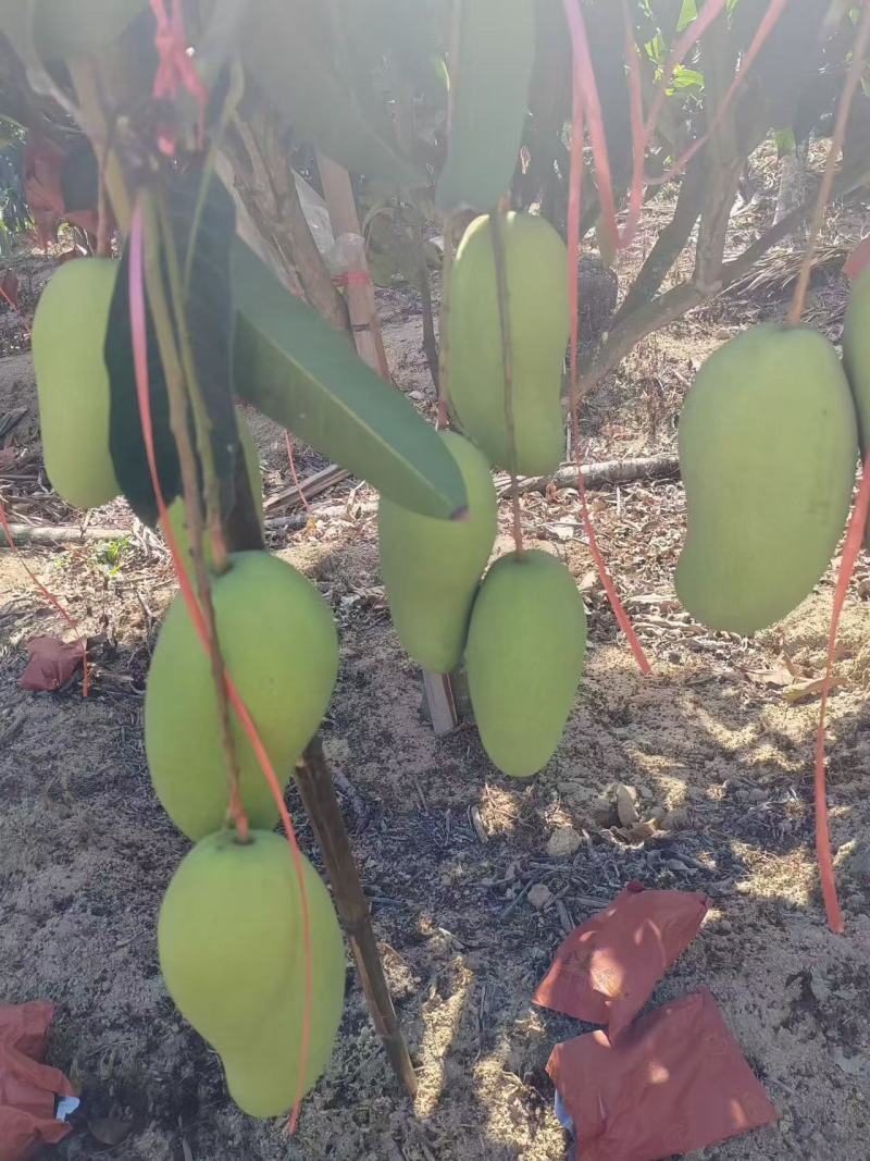 海南金煌芒水仙芒产地直发对接商超批发商可视频看货