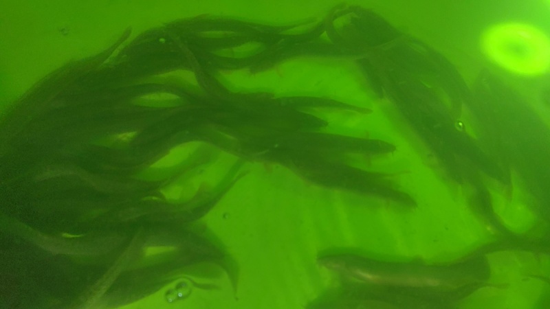 野河泥鳅，圆鳅，精品泥鳅，赣西泥鳅，7-15cm