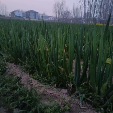 大葱便宜卖，两毛钱一斤，现在长了特别好。需要的联系