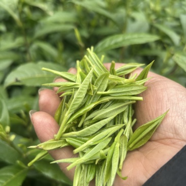 绿茶保靖黄金茶鲜叶干茶