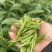 绿茶保靖黄金茶鲜叶干茶