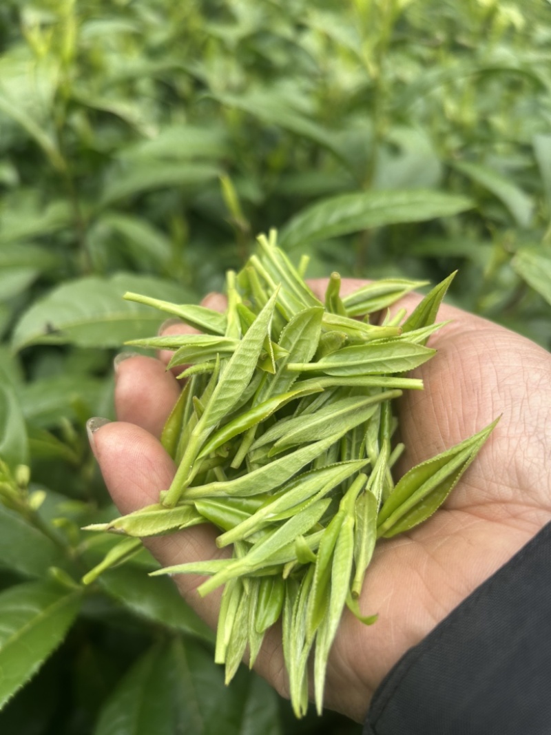 绿茶保靖黄金茶鲜叶干茶