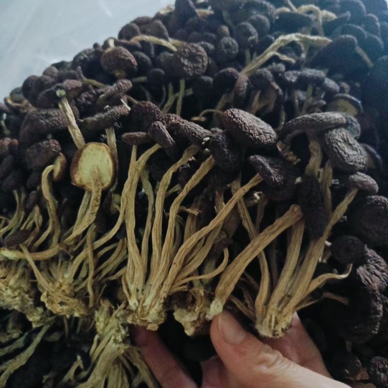精品5号茶树菇