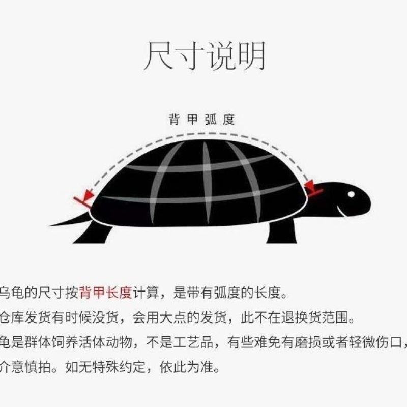 巴西龟水龟活体大小情侣乌龟观赏摆地摊家养活物宠物批发