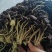 精品5号茶树菇