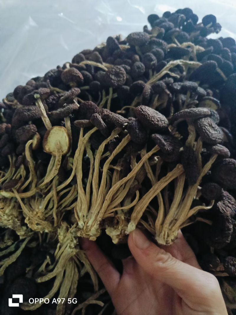 精品5号茶树菇