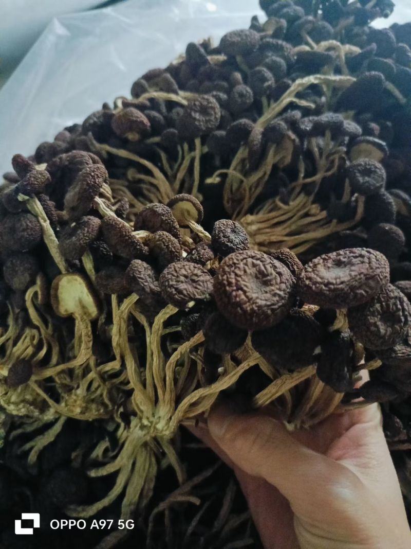 精品5号茶树菇
