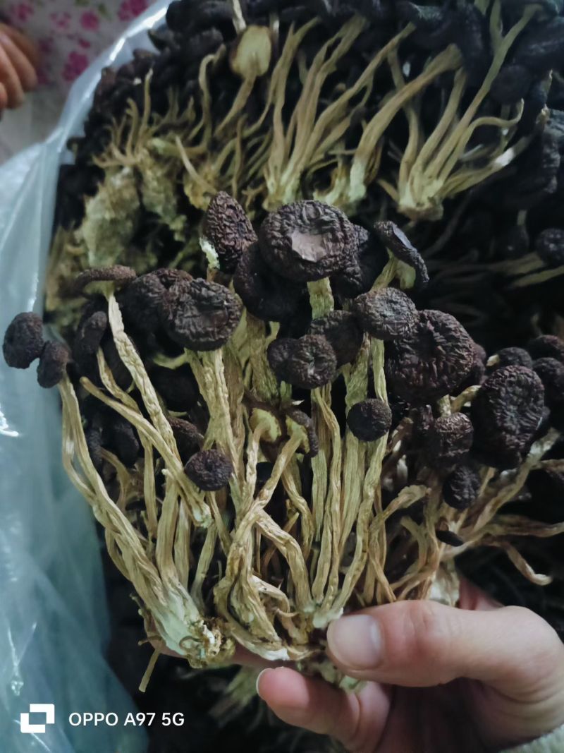 精品5号茶树菇