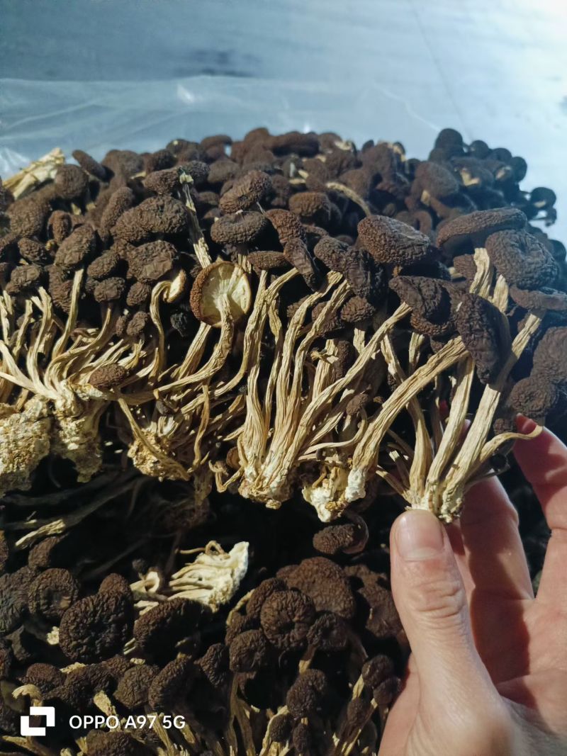 精品5号茶树菇