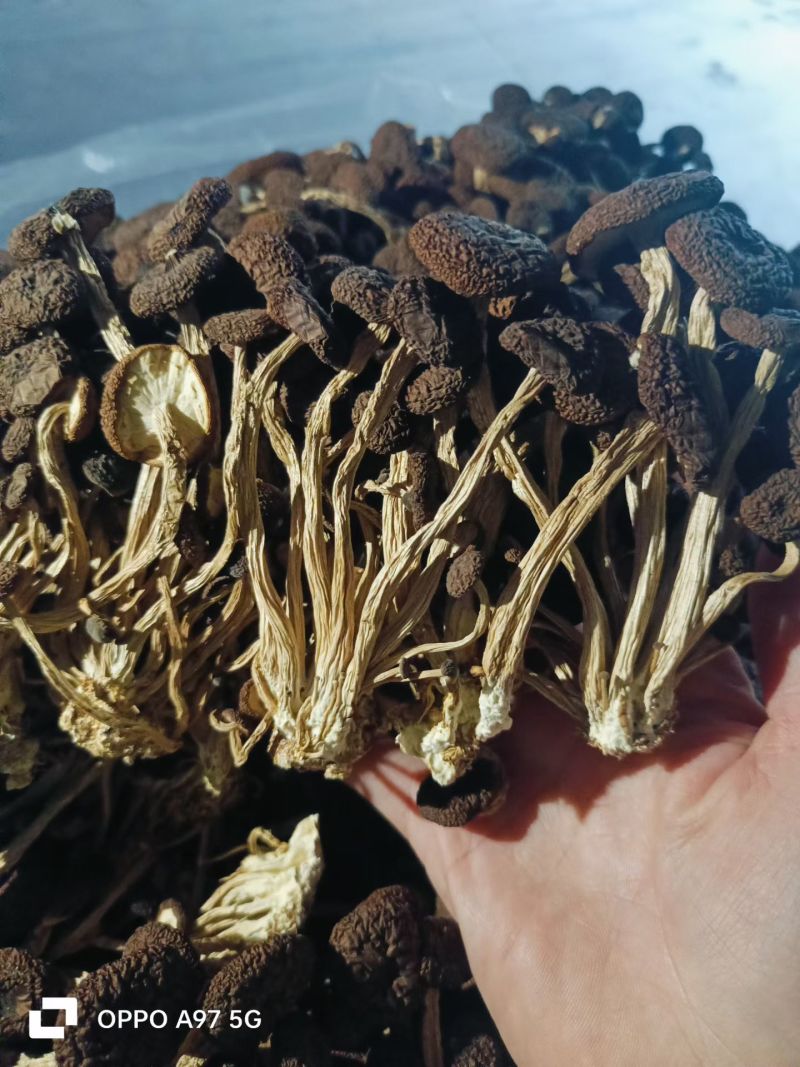 精品5号茶树菇