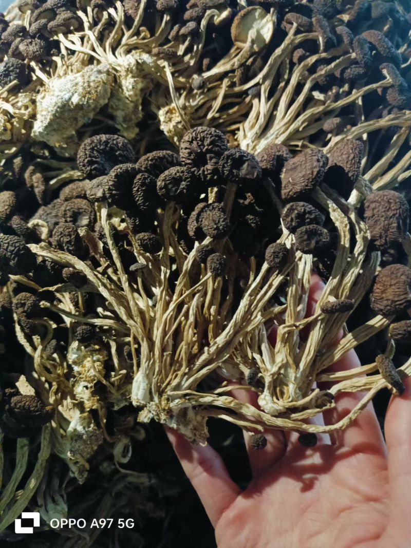 精品5号茶树菇