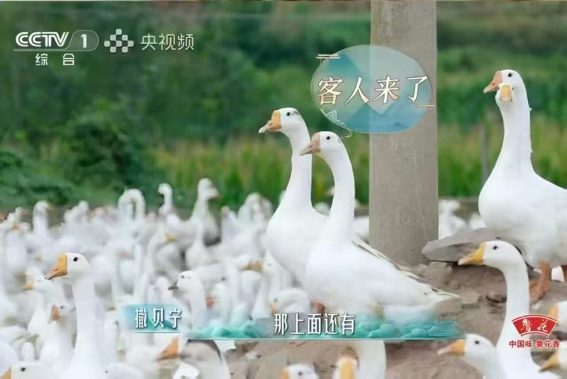 出售五龙鹅鹅蛋，豁眼鹅种蛋.均重2.1—2.6两，莱阳市