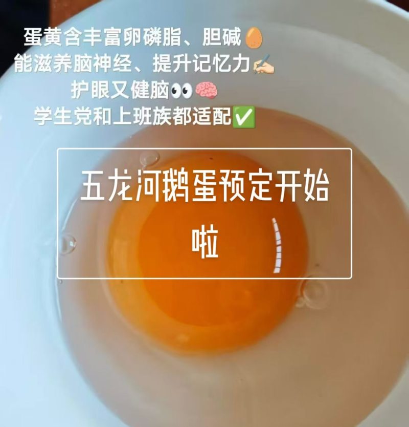 出售五龙鹅鹅蛋，豁眼鹅种蛋.均重2.1—2.6两，莱阳市