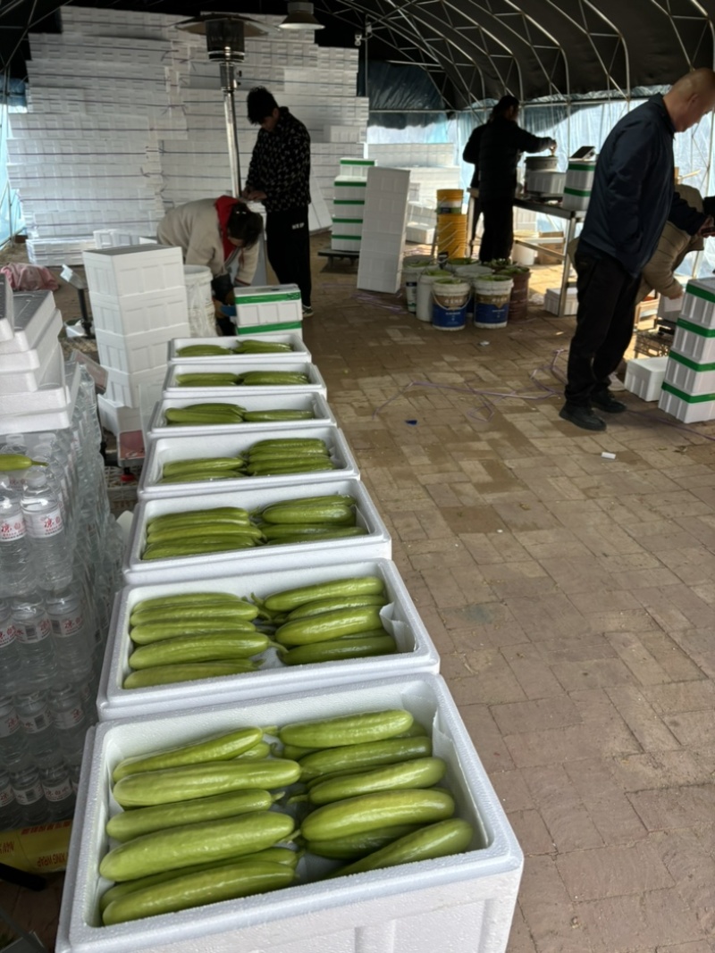 正宗奶油黄瓜脆甜口