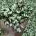 2026年洋槐花，洋槐花，精品质量，支持空运定量包装