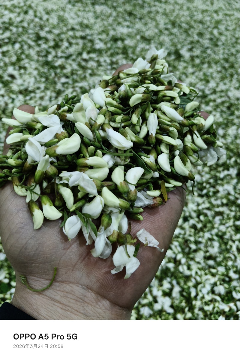 2026年洋槐花，洋槐花，精品质量，支持空运定量包装