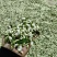 2026年洋槐花，洋槐花，精品质量，支持空运定量包装