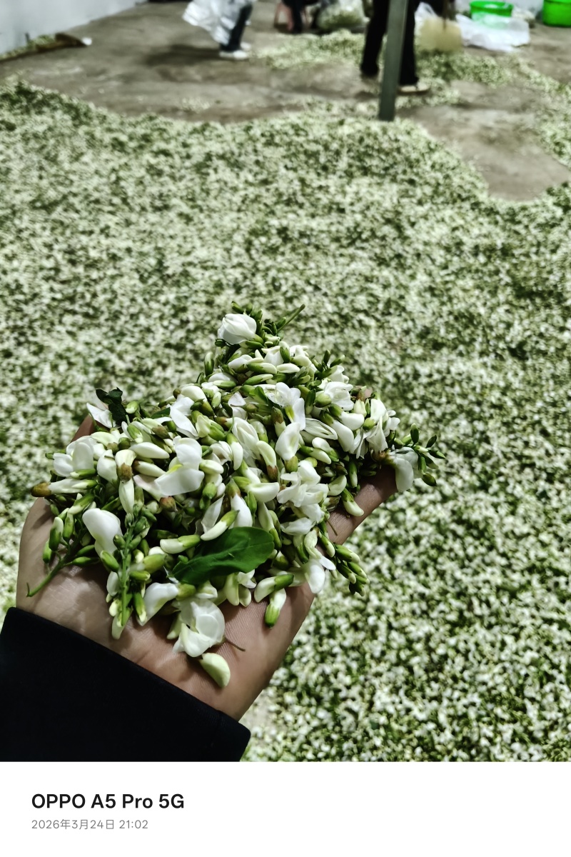 2026年洋槐花，洋槐花，精品质量，支持空运定量包装