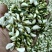 2026年洋槐花，洋槐花，精品质量，支持空运定量包装