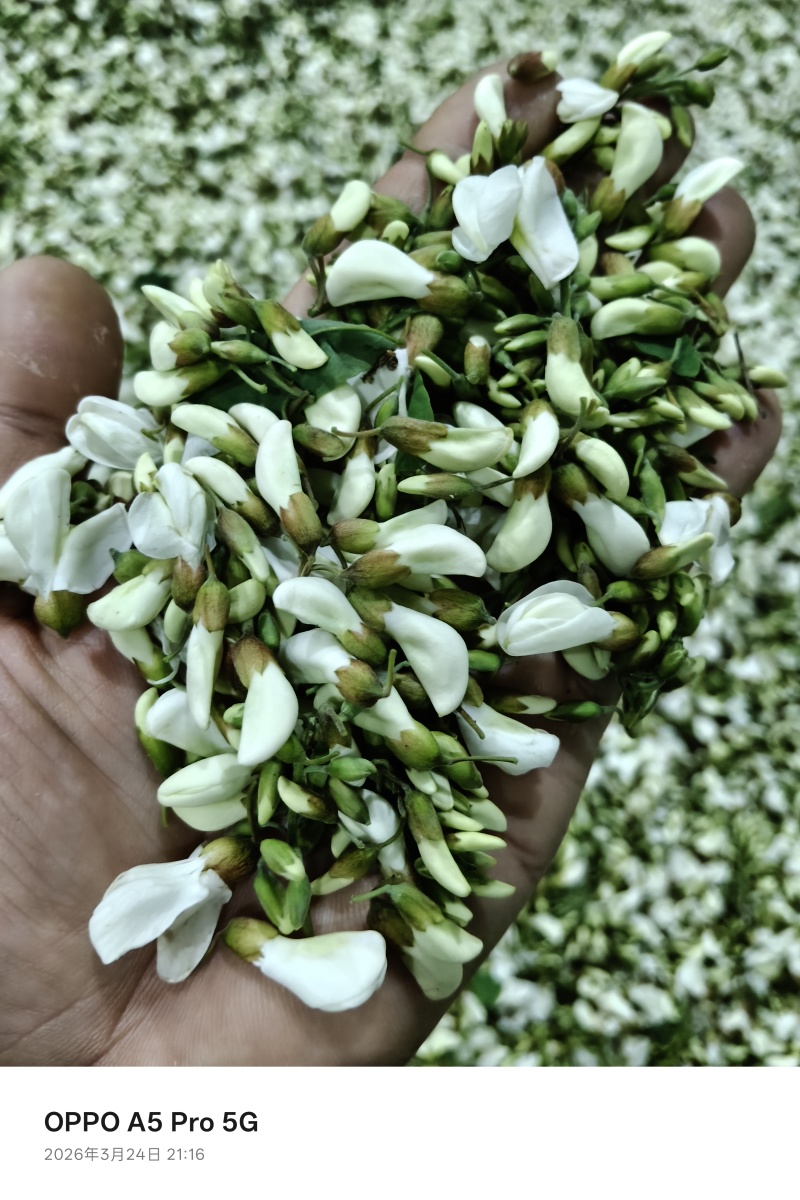 2026年洋槐花，洋槐花，精品质量，支持空运定量包装