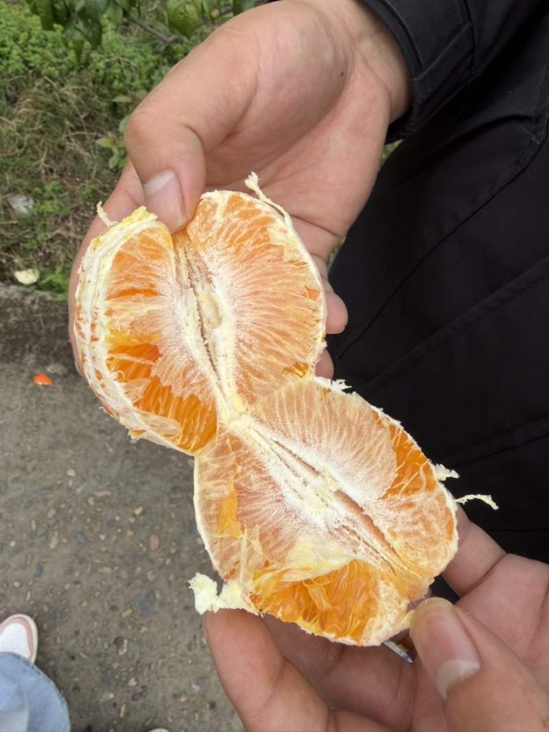 地摊量塔罗科血橙