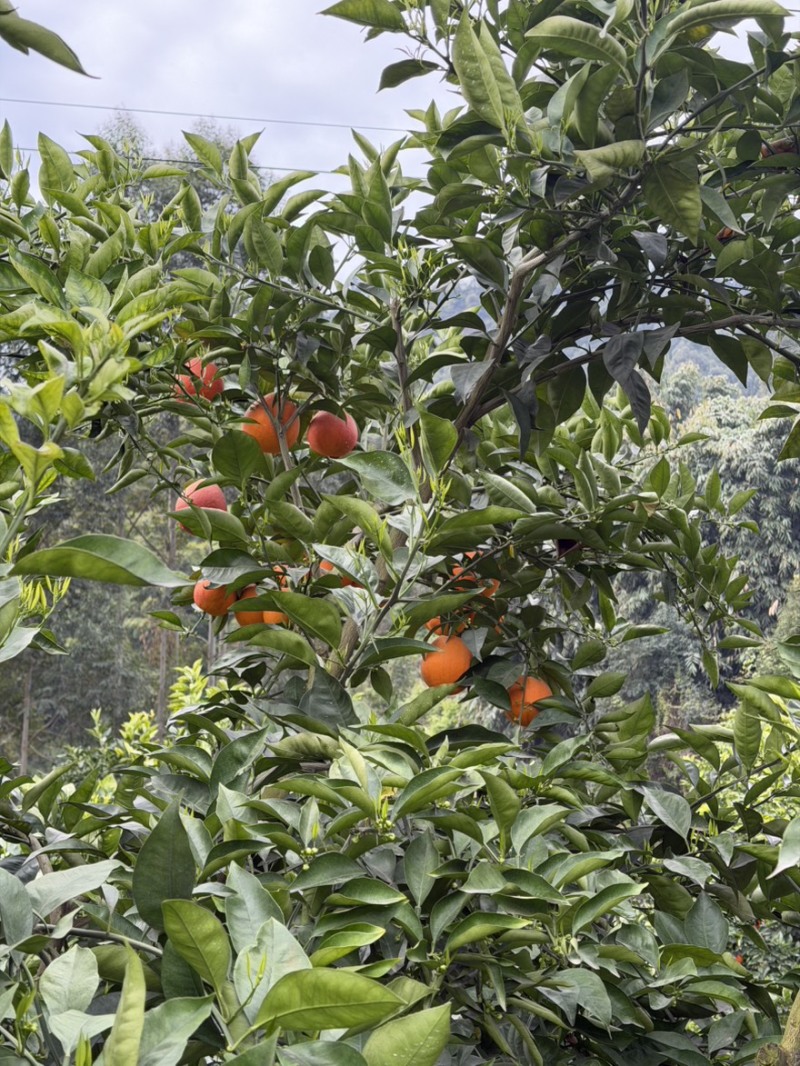地摊量塔罗科血橙