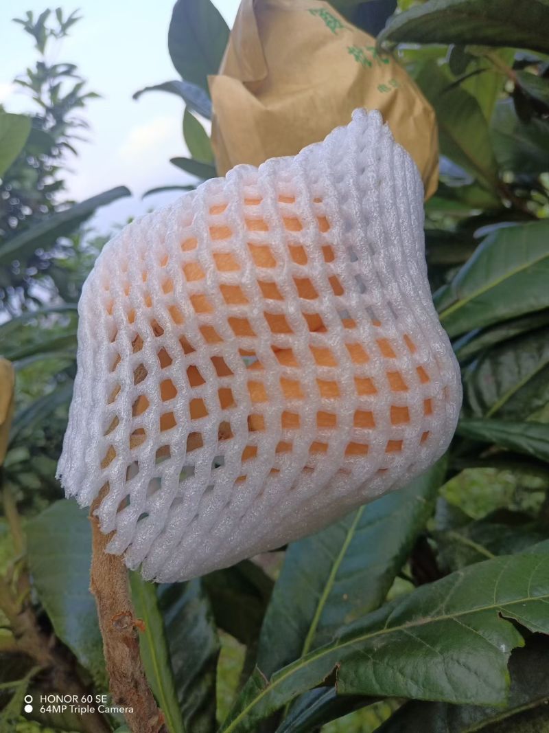 云南红河枇杷