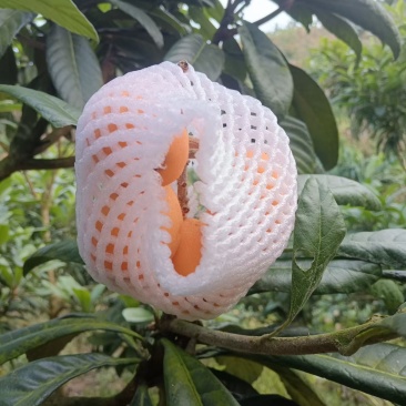 云南红河枇杷