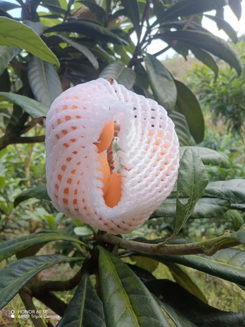 云南红河枇杷