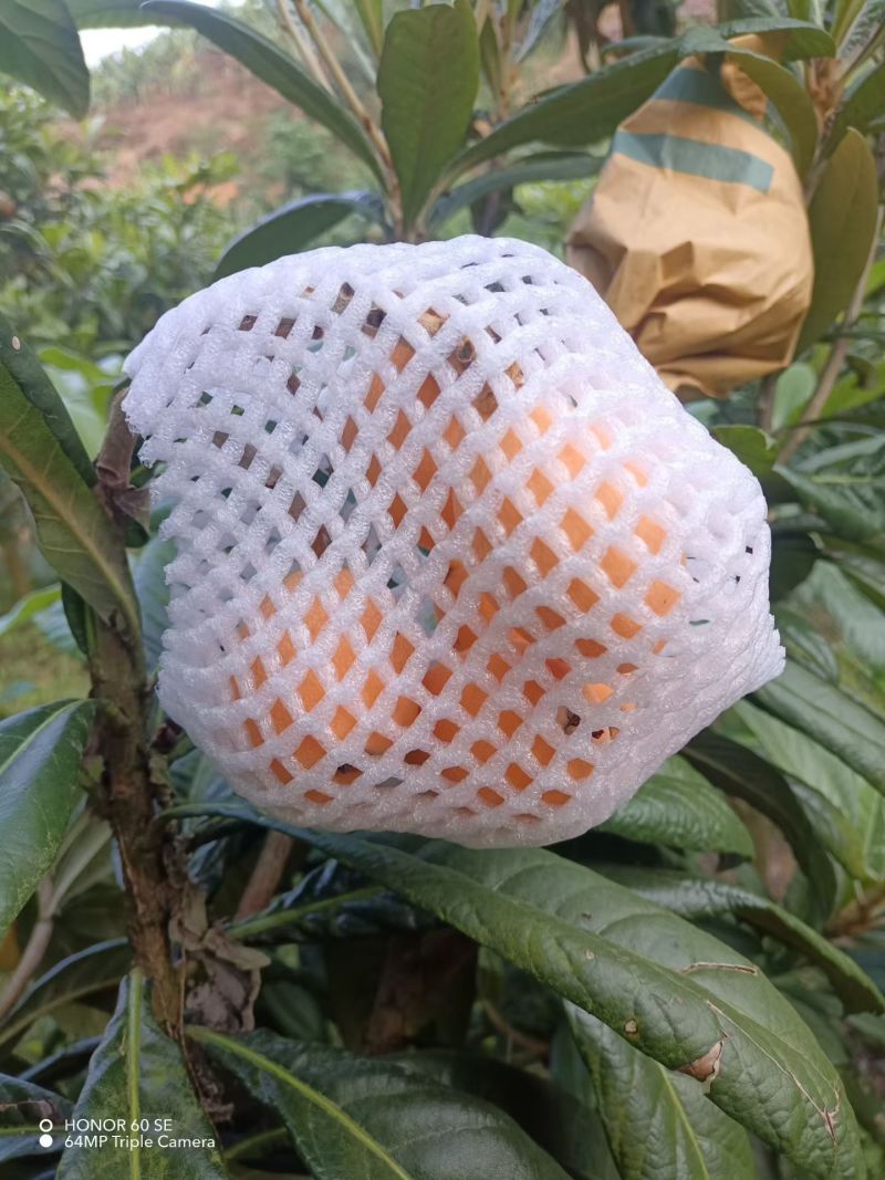 云南红河枇杷