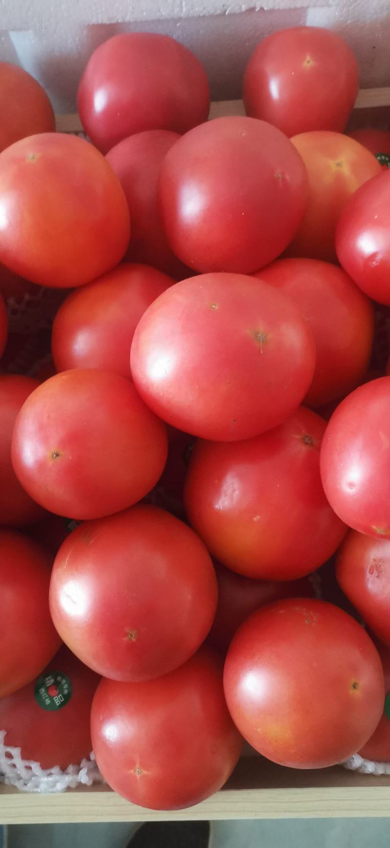 张掖高原夏菜硬粉西红柿。产地代收整车批发耐运输