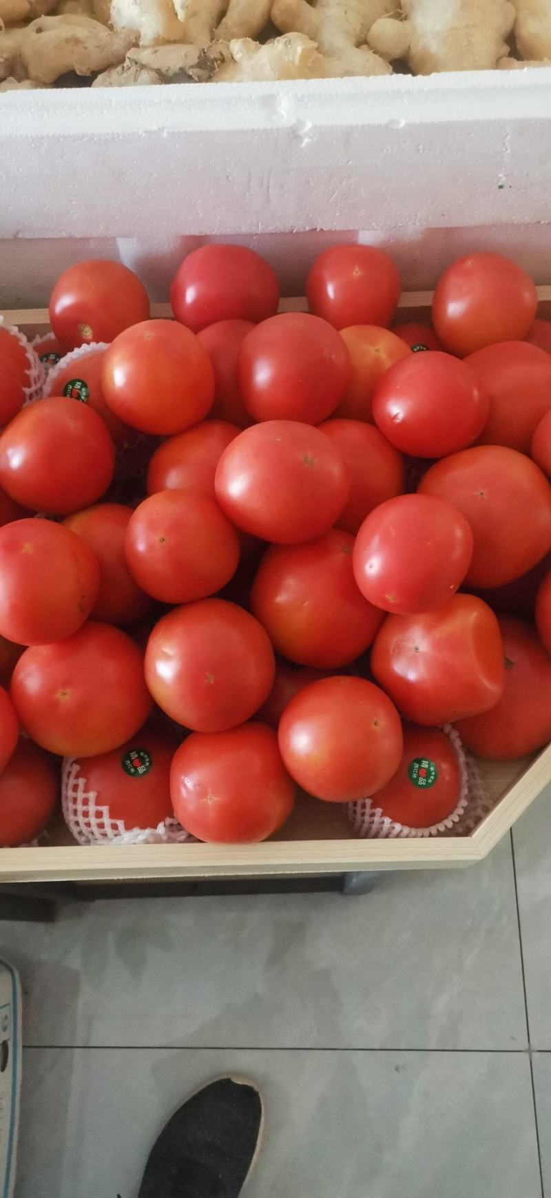 张掖高原夏菜硬粉西红柿。产地代收整车批发耐运输