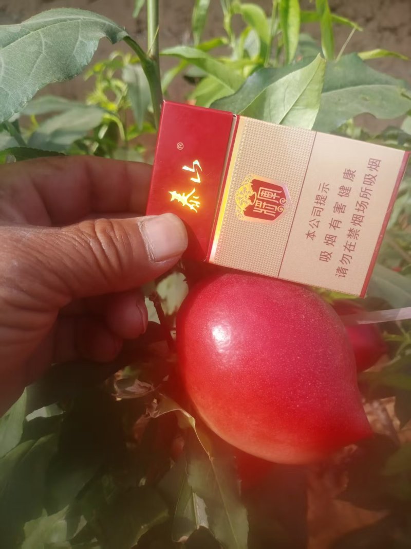 山东精品油桃中油4号，一手货源，品质保证，诚信经营