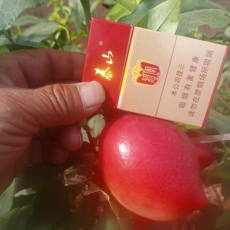 中油5号油桃，产地直发，保质保量，货源充足，可对接电商商超等