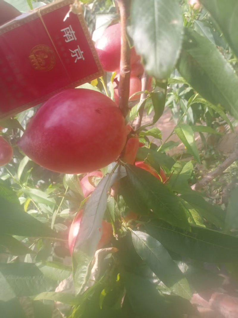 中油5号油桃，产地直发，保质保量，货源充足，可对接电商商超等
