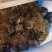 云南仓鼠宠物鼠大量供应，自家养殖货源充足量大从优