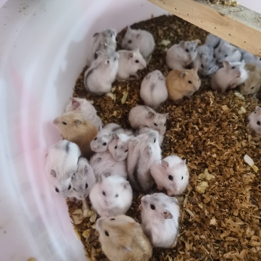 云南仓鼠宠物鼠大量供应，自家养殖货源充足量大从优