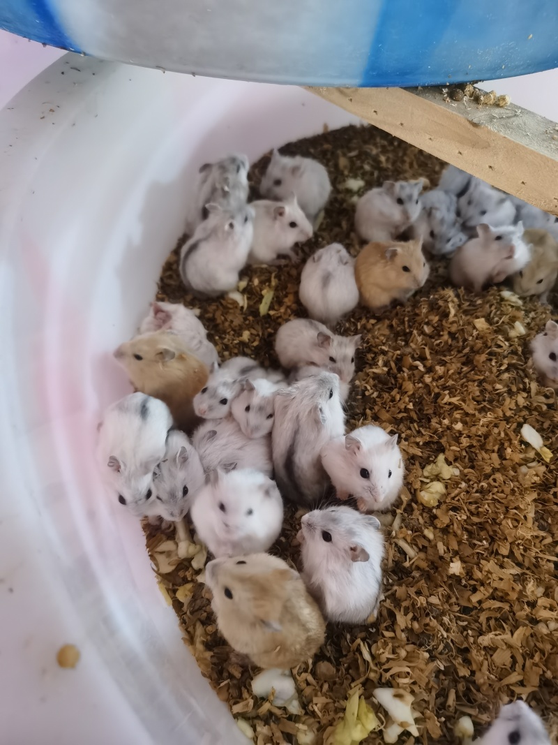 云南仓鼠宠物鼠大量供应，自家养殖货源充足量大从优
