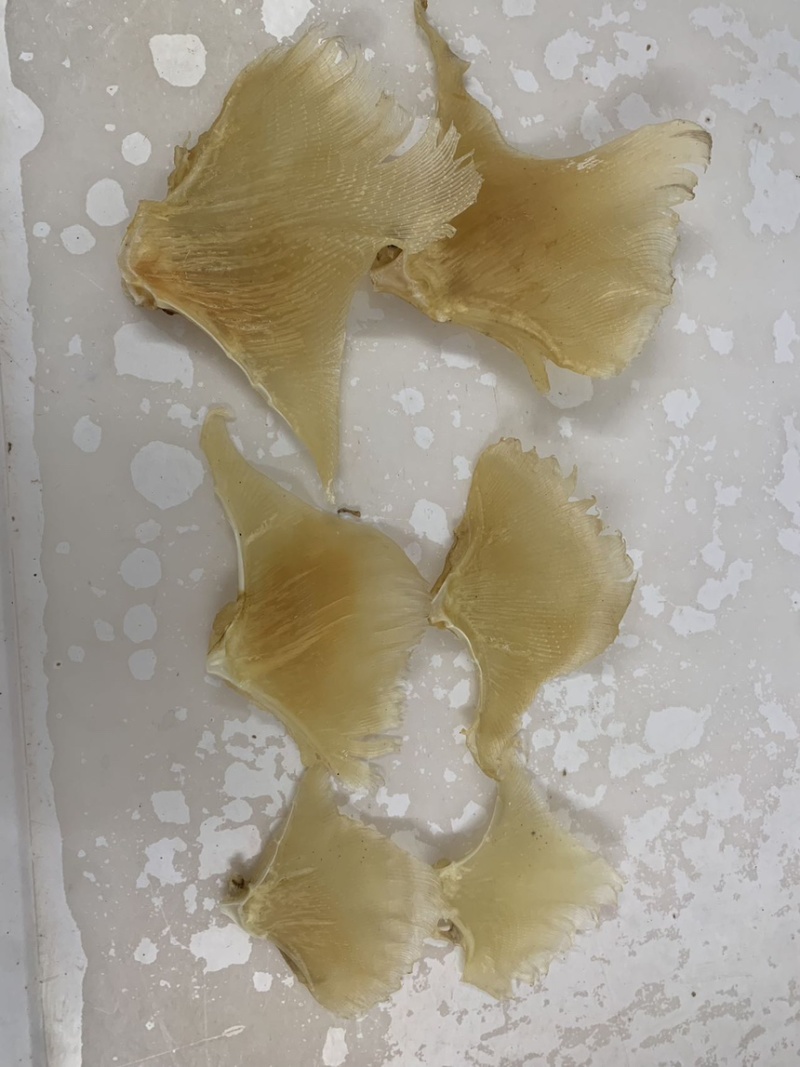 海狗翅浦鱼翅