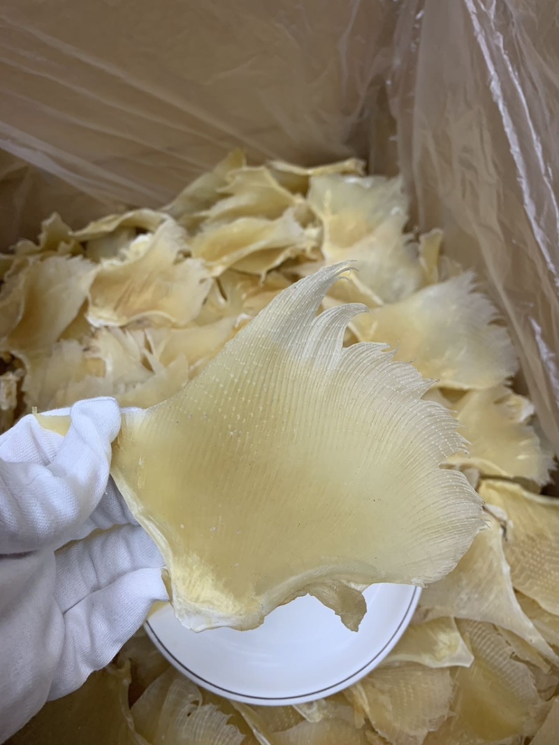 海狗翅浦鱼翅