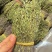 正宗独脚金！疳积草！纯干货无黄，颜色青绿！！质量保证！！