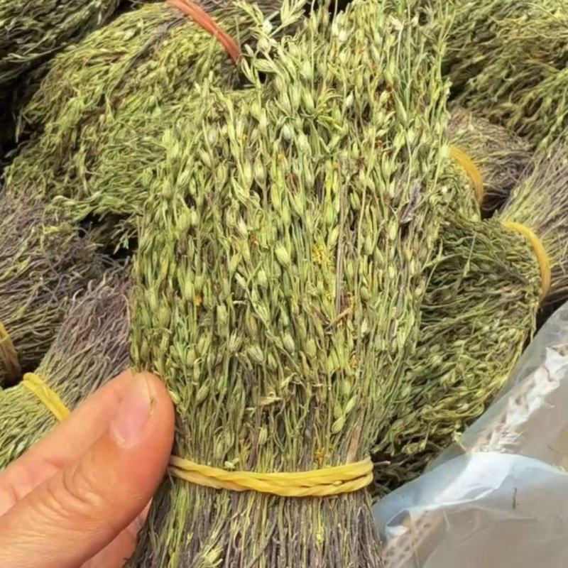 正宗独脚金！疳积草！纯干货无黄，颜色青绿！！质量保证！！