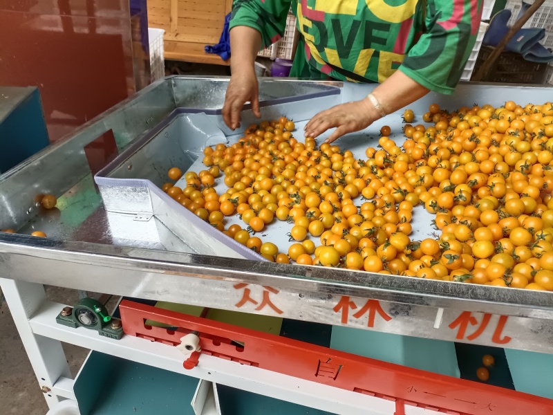 千禧果马上大量上市了