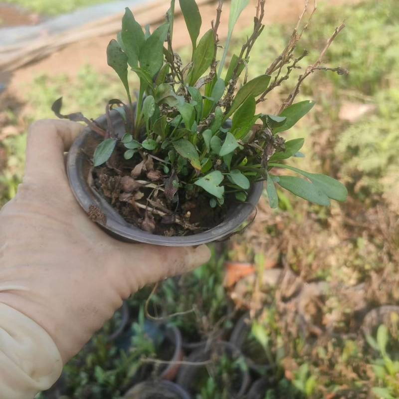 丹麦翠菊