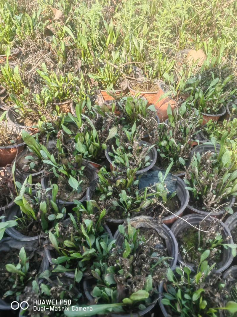 丹麦翠菊