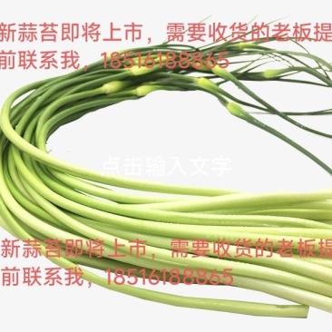 蒜苔预售