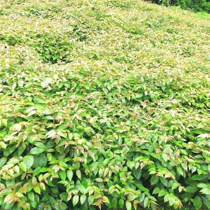 钩藤苗钩藤种苗金钩苗