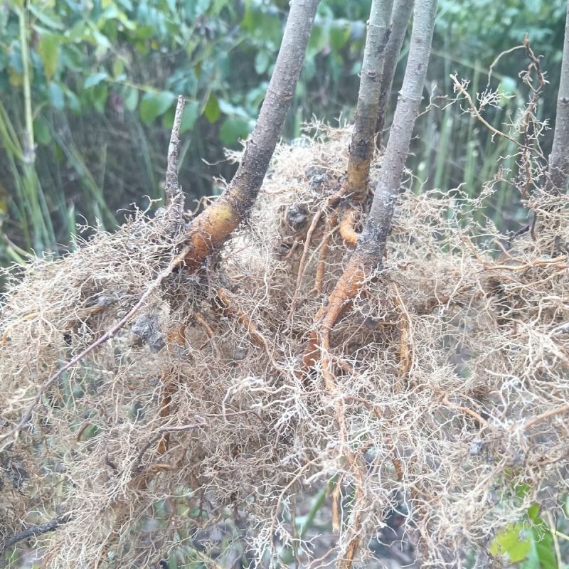 钩藤苗钩藤种苗金钩苗